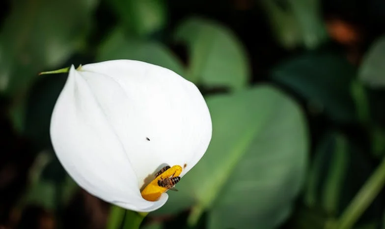 Entre Deux Amours : Quand Mamie Préfère