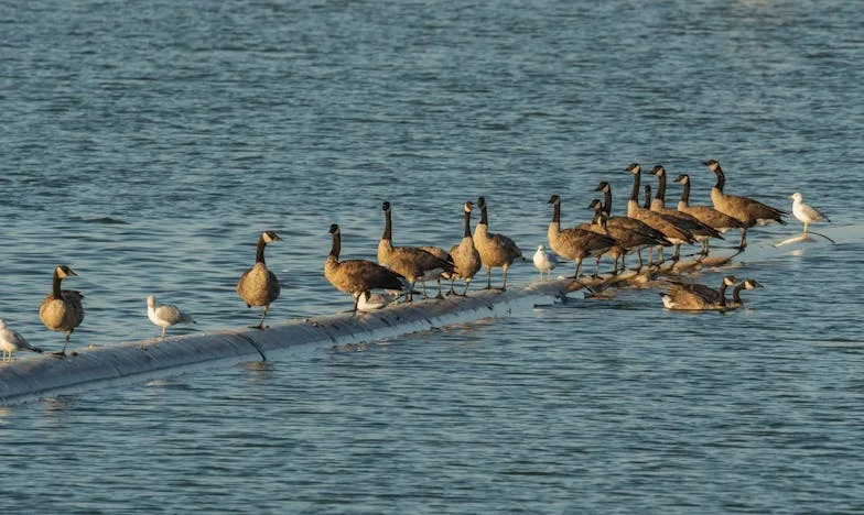 Entre Deux Toits : Le Choix d’un Cœur Déchiré
