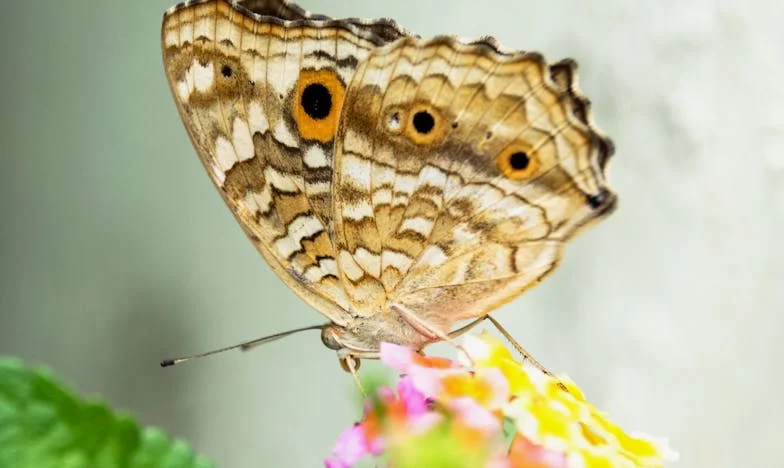 Entre l'amour d'une mère et le bonheur de son fils : le dilemme de Claire