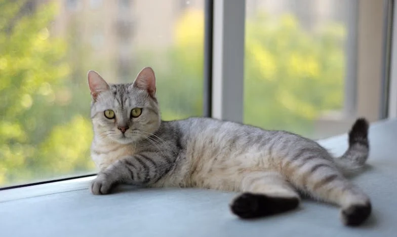 Entre le devoir et la douleur : Confessions d'une fille de Lyon