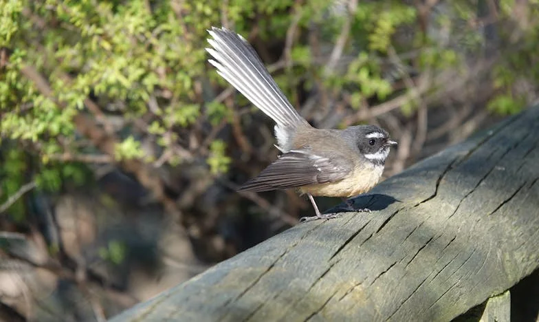 Je ne suis pas une aide-soignante : Mon combat pour exister