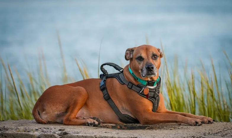 « Juste une assiette à laver » : Comment une simple demande a brisé ma famille
