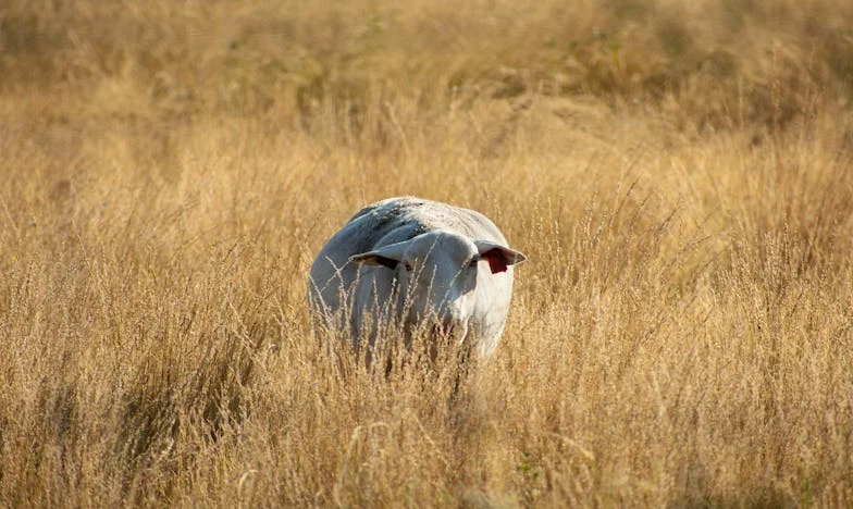 Le silence d’un anniversaire : le jour où mon fils m’a exclue