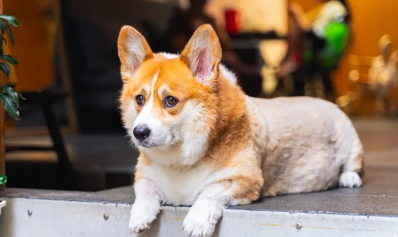 Le testament qui a brisé mon monde : Quand l'amour cache des secrets