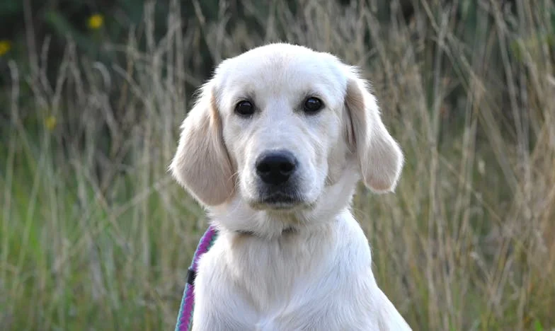 Ma belle-fille, mon cauchemar : l’histoire d’une mère déchirée