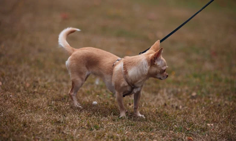 Ma mère, la voisine d’à côté : une vérité qui bouleverse tout