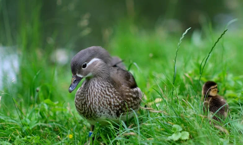 Mon beau-père, mon cauchemar : Chronique d’une invasion silencieuse