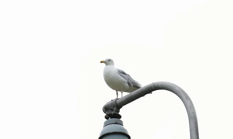 On m’appelle tous les jours, mais est-ce vraiment pour moi ?
