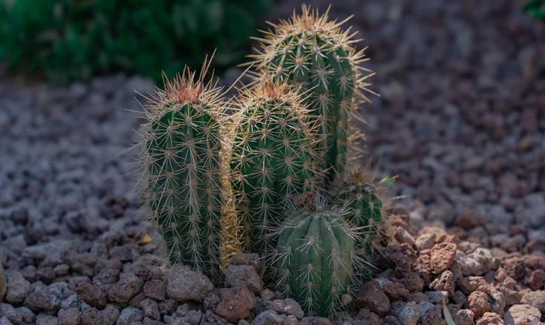 Personne ne peut m’enlever ma dignité : L’histoire de Claire, fille de Saint-Étienne