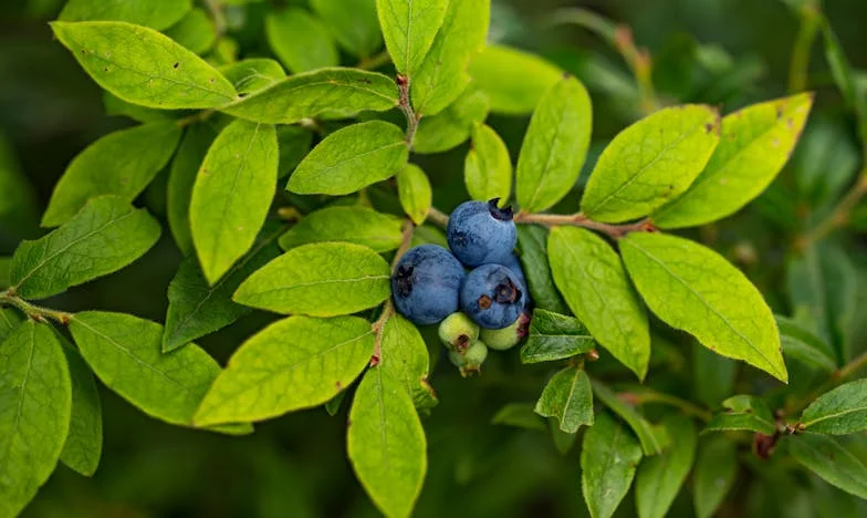 Quand le menu change : Un déjeuner de famille bouleversé