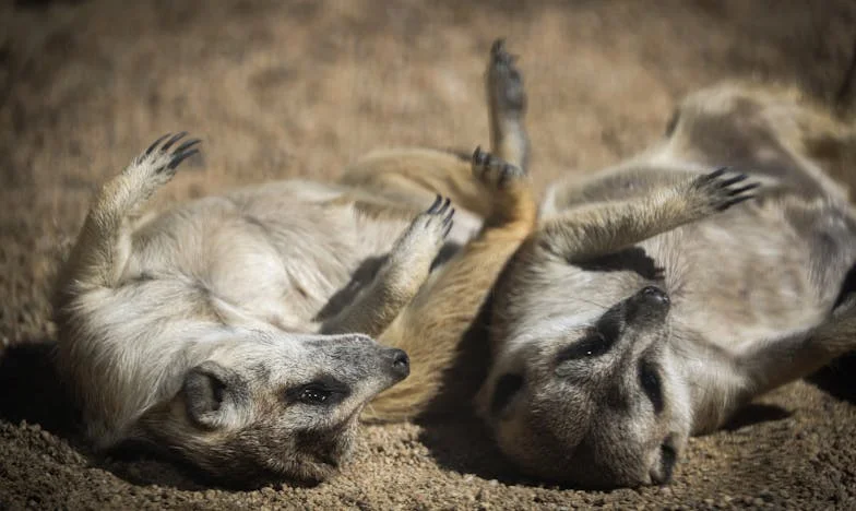 Quand le sang devient une prison : L’histoire de Marie, Ivan et sa sœur Danièle