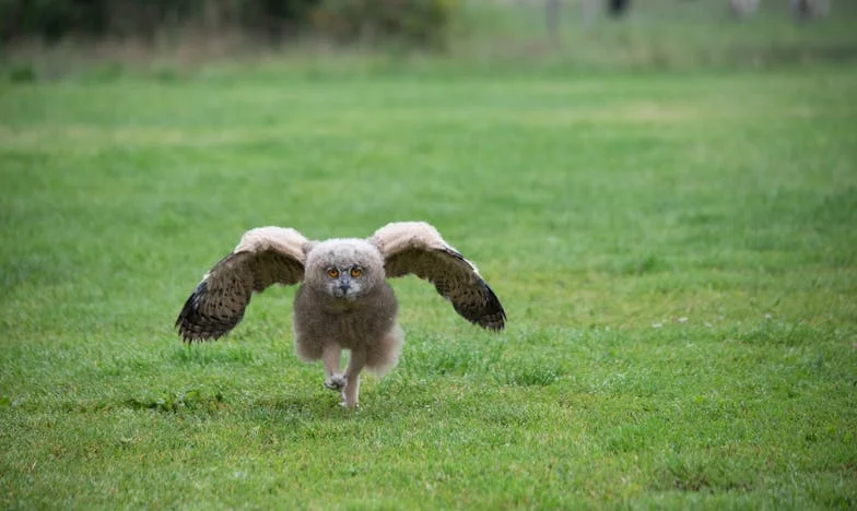 Quand mon fils a bouleversé le stade : une mère face au jugement public