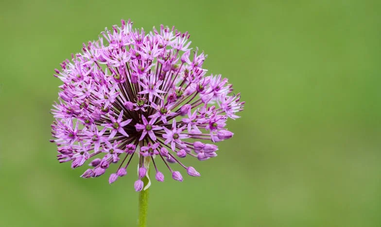 Quand un homme s'impose dans la vie d'une femme : le bouleversement de Charlotte