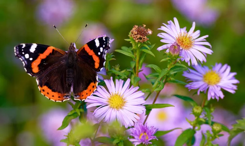 Au-delà des illusions : L’histoire vraie d’Élise, une fille française