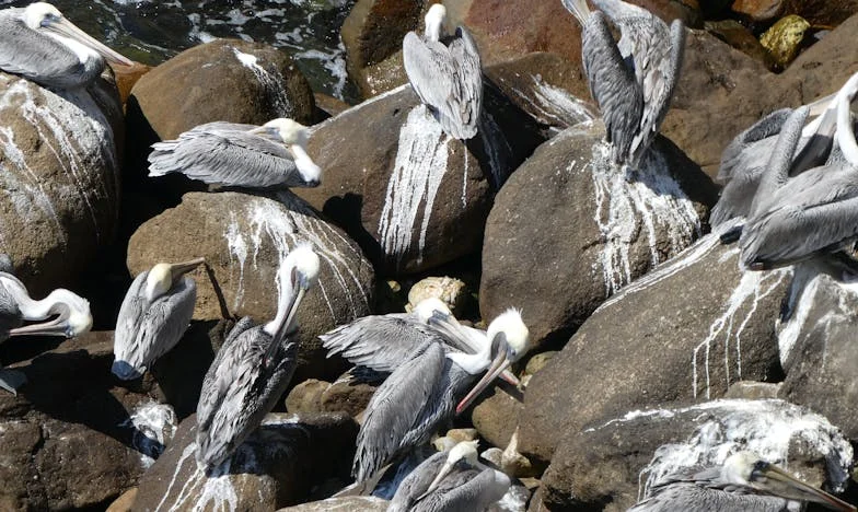 Dormir sur le canapé : Mon appartement, ses règles, et moi au milieu du chaos