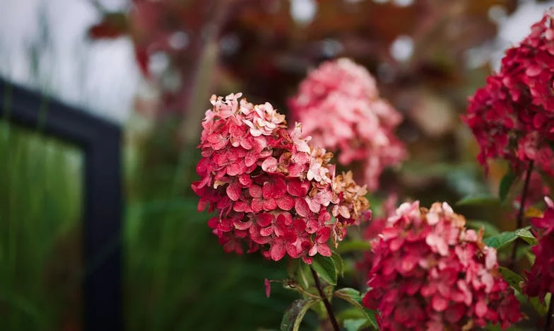 Entre Deux Feux : Ma Belle-Mère, Mon Épreuve