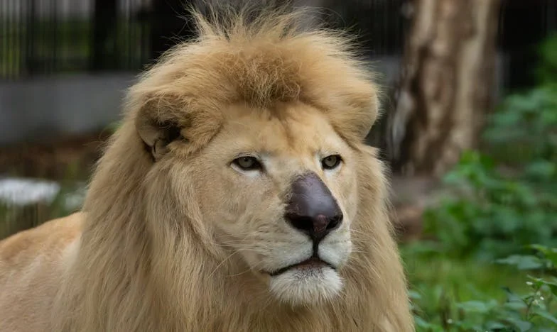 Entre devoir et amour : le cri silencieux d'une grande sœur