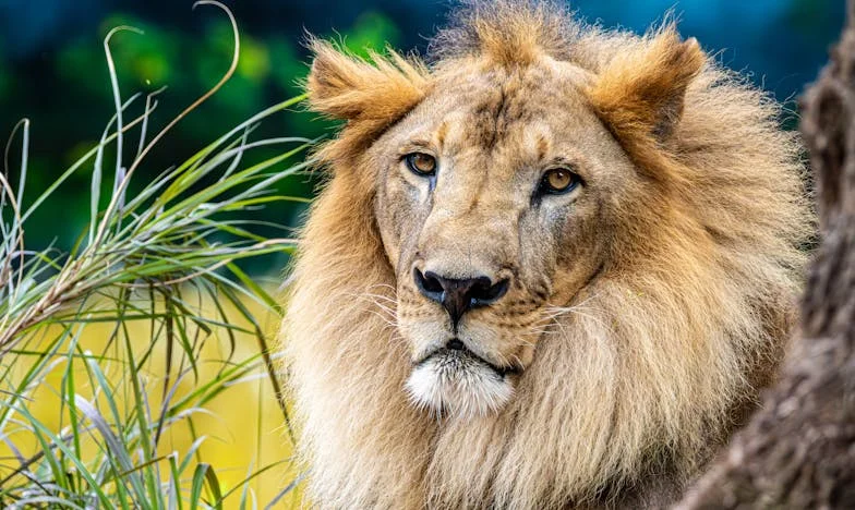 Entre Foi et Silence : Ma Vie avec Suzanne, ma Belle-Mère