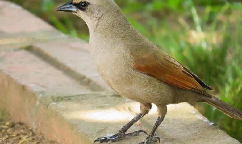 Fuis, avant qu'il ne soit trop tard – L’histoire de Claire, une femme française face à la violence conjugale