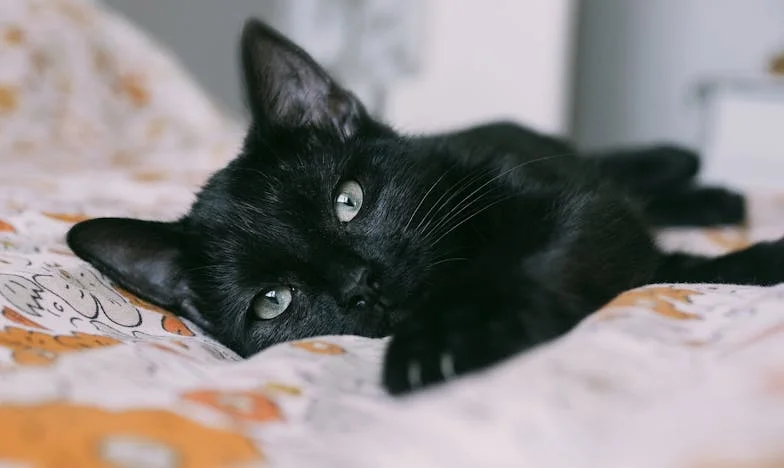 La lettre qui a tout bouleversé : Histoire d'une trahison et d'une renaissance à Lyon