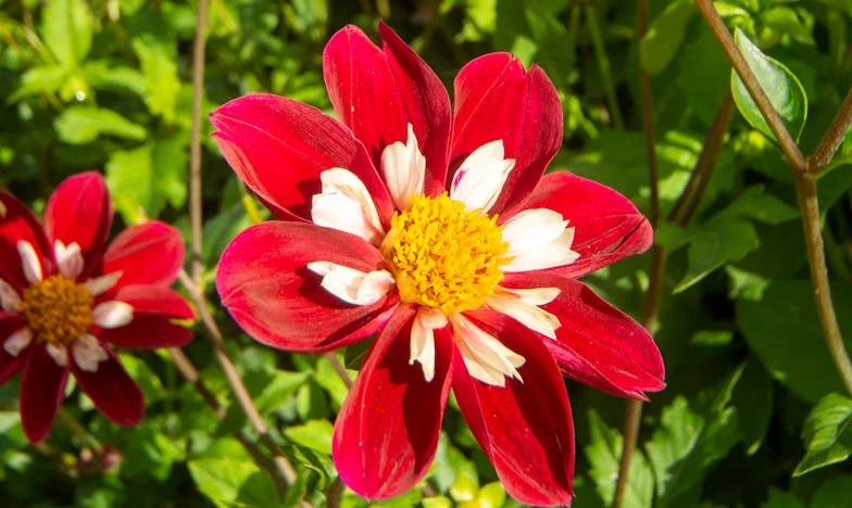 L’anniversaire de Guillaume : La révolte d’une belle-fille