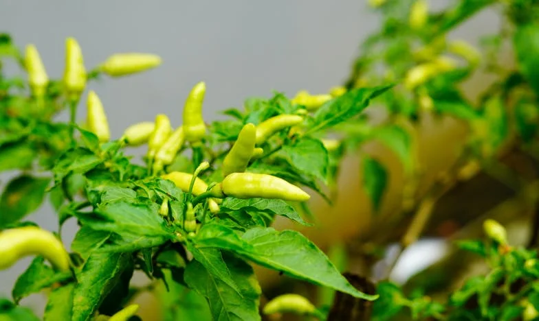 Le retour de Camille : Une seconde jeunesse imposée