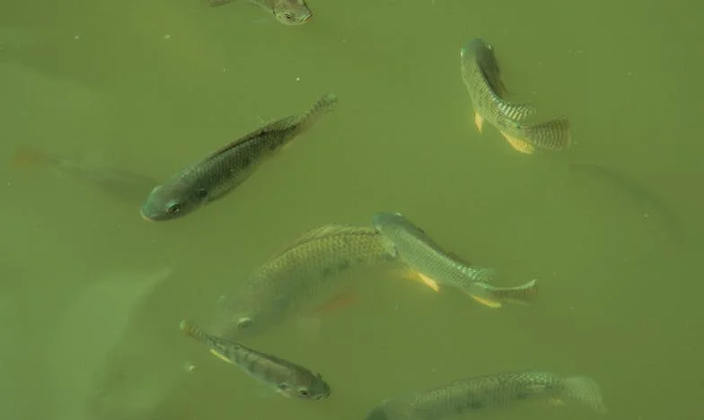 Lettre de Noël d'une petite fille : Mon cœur partagé entre deux familles