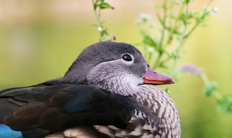Ma belle-sœur a simulé une grossesse pour éviter l’expulsion : chronique d’un mensonge familial