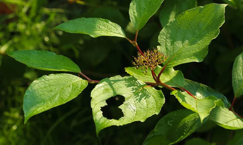 Ma belle-sœur m’accuse d’avoir laissé sa fille sans nourriture : chronique d’une famille déchirée