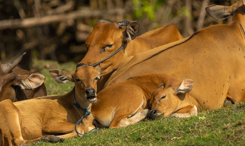 « Maman, il veut te dire au revoir » – Comment la trahison de mon mari a brisé ma vie et m’a poussée à tout recommencer en Provence