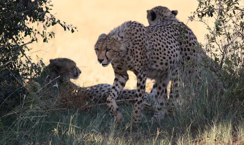 Maman préfère les enfants des autres : le prix de l'amour familial