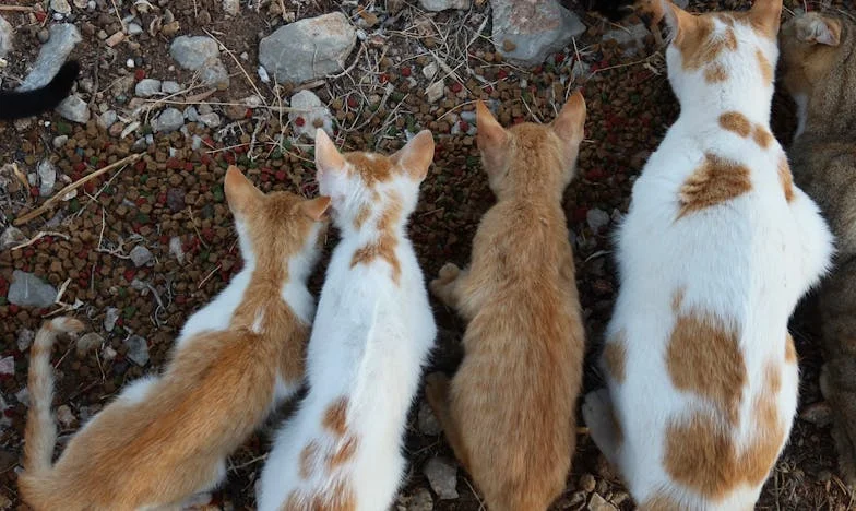 « Maman, tu n’es plus chez toi ? » – Une mère perdue dans sa propre famille