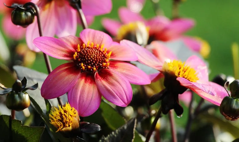 Pourquoi personne ne m’a appelée ? – Le cri silencieux d’une belle-mère oubliée