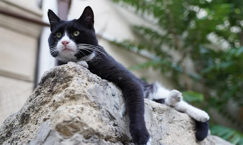 Quand j'ai cessé de parler à ma belle-mère : Comment le silence a sauvé mon mariage