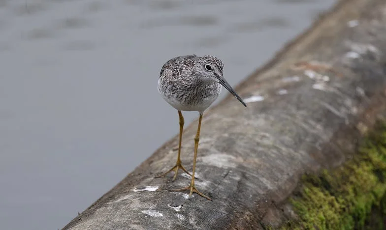 Quand le silence hurle : la disparition de mon fils