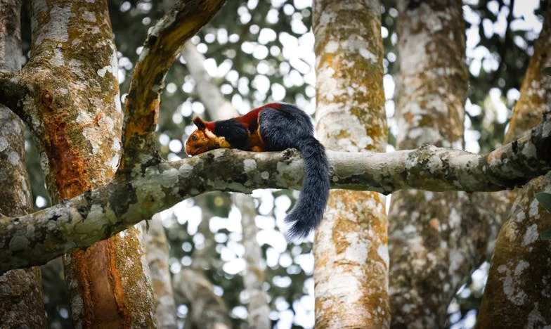 Sous le Pont Alexandre III : Le choix de Paul, ancien soldat sans abri
