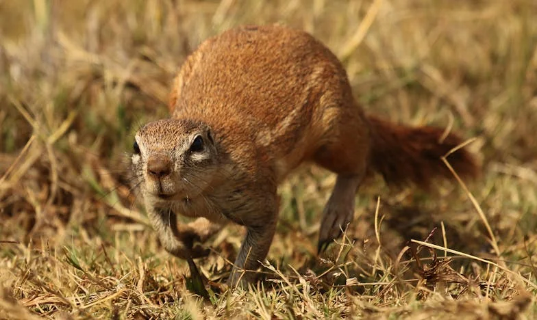 Un nouveau départ : L’histoire de Camille et sa quête d’un foyer
