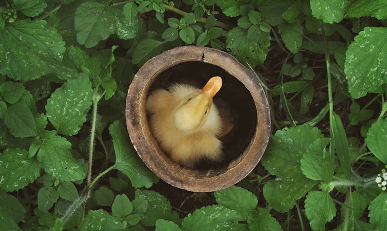 Anniversaires sans Invitation : Le Récit d'une Mère Invisible