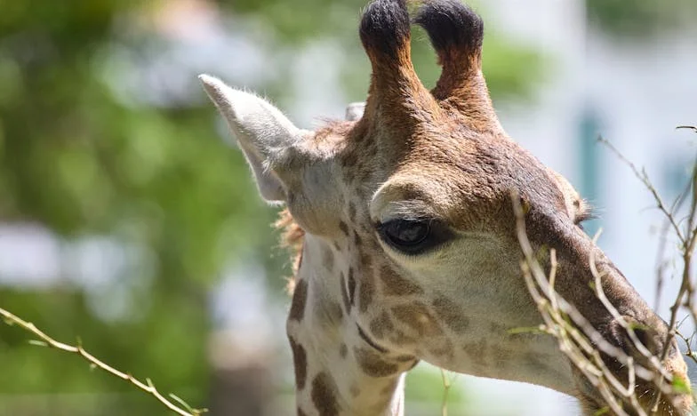 Bénédiction ou malédiction ? L'histoire de mon fils sans oreilles et notre combat pour la normalité