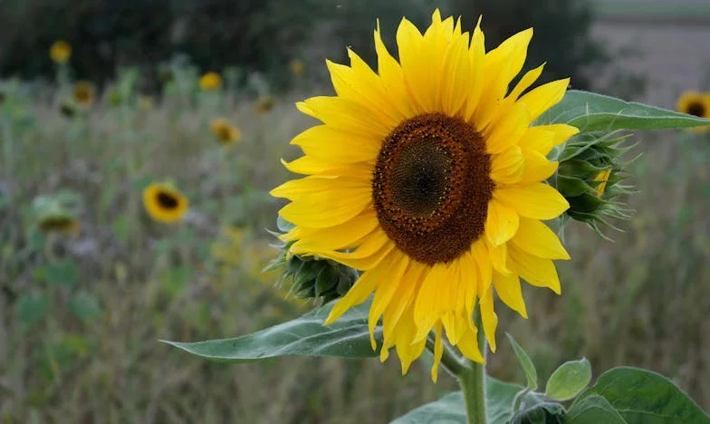 Entre Deux Portes : Le Fardeau d’un Choix Imposé