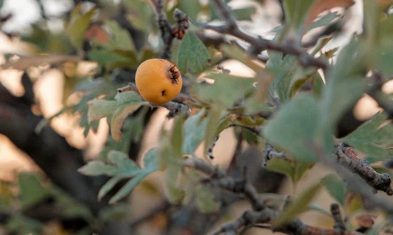 Entre le sang et le cœur : le choix d’un père