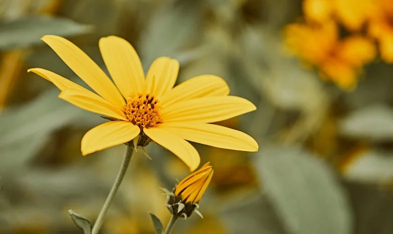 Entre les murs de la maison familiale : le choix impossible