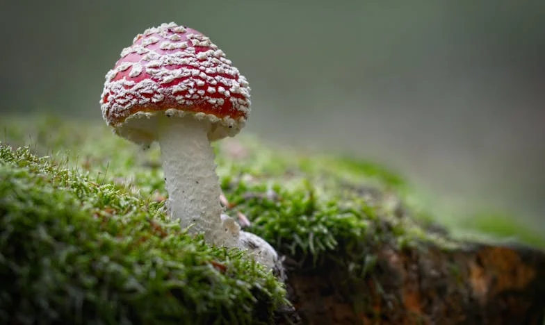 Ils voulaient que j'épouse Julien, mais ils ignoraient mon vrai rêve