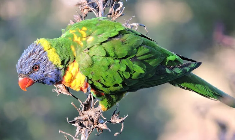 Le Dernier Cri dans la Maison de la Rue des Bruyères – Comment une Femme Ordinaire a Tout Bousculé
