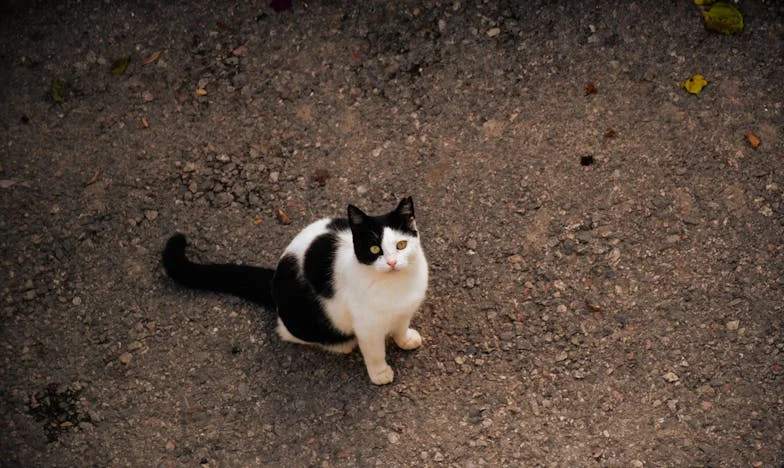 Le jour où je ne fus plus la bienvenue : la douleur d'une grand-mère française