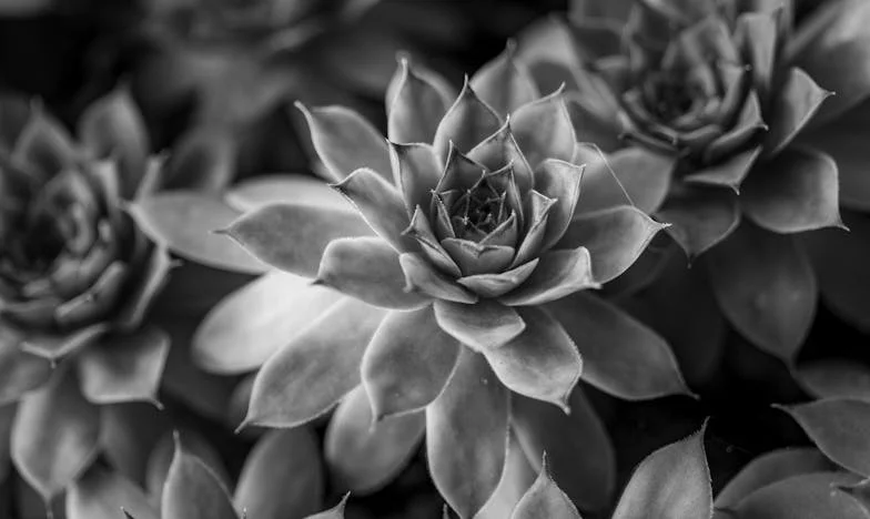 Le Mixeur de Trop : Chronique d'une Déception à la Française