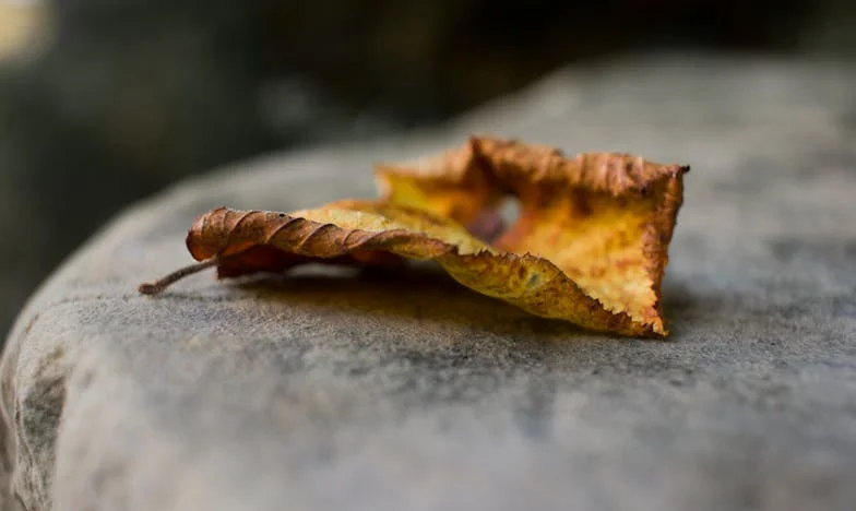 Le Parfum des Roses Cachées : Une Vérité sous la Table