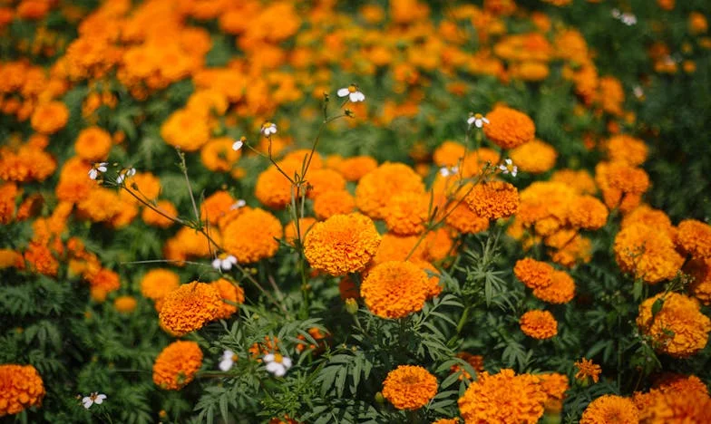 L’héritage du silence : Pourquoi ma sœur m’évite après mon plus grand sacrifice