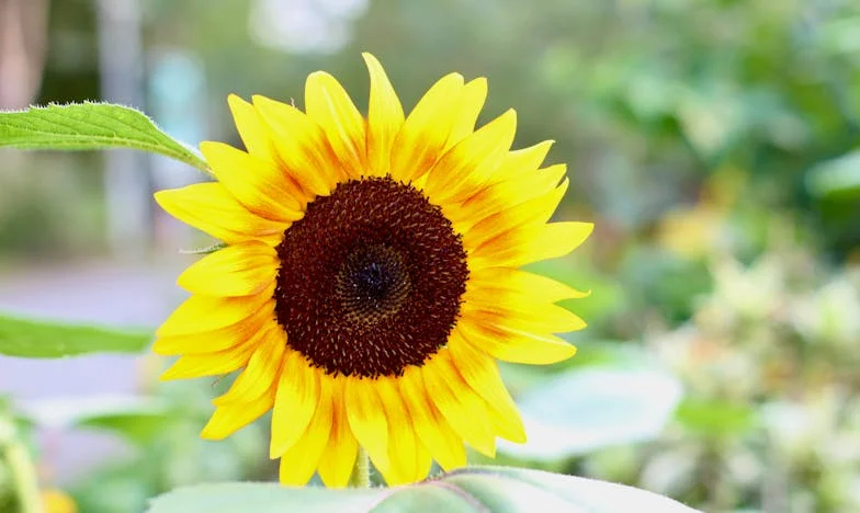 L'intrus de l'autre côté du palier : Quand la confiance s'effrite