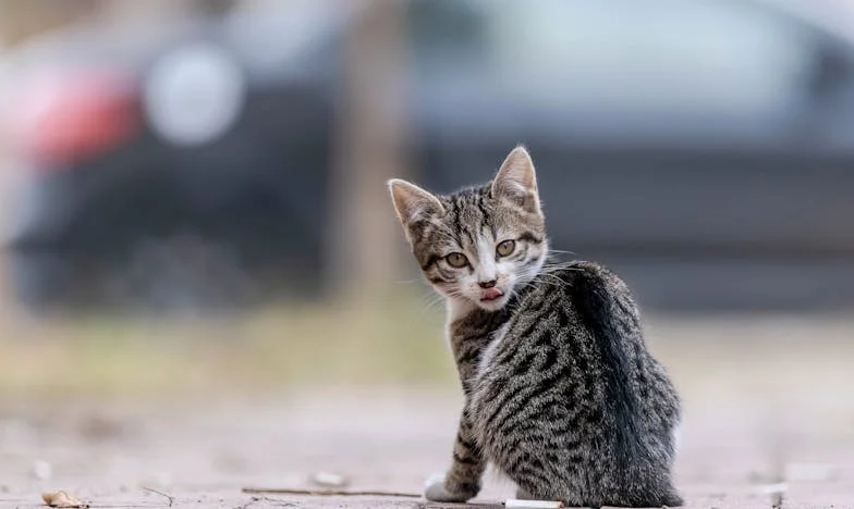 Ma belle-mère, ce poison doux-amer : Mon combat pour sauver ma famille et retrouver la paix